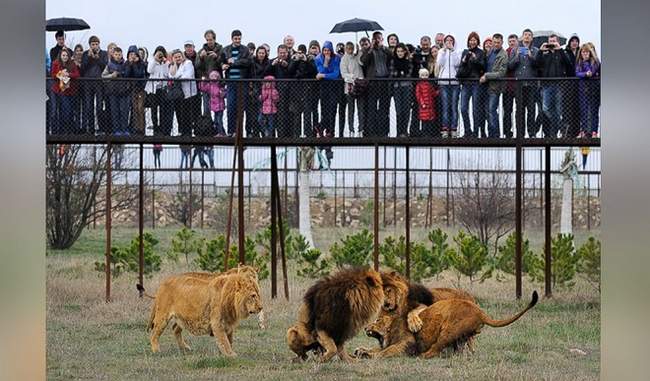 Ambeddy lion safari will help in developing terrain as tourist destination roopani