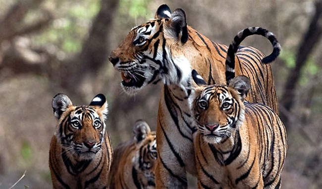 Integrated monitoring can be effective in tiger conservation