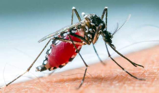 Nano pesticides can control mosquitoes of brain fever and dengue