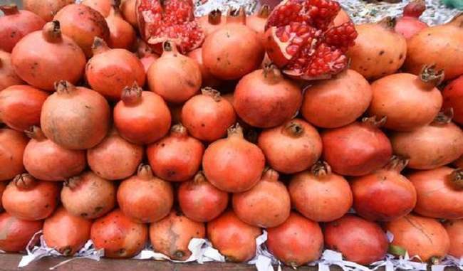 Himachal farmers start growing pomegranate and cabbage