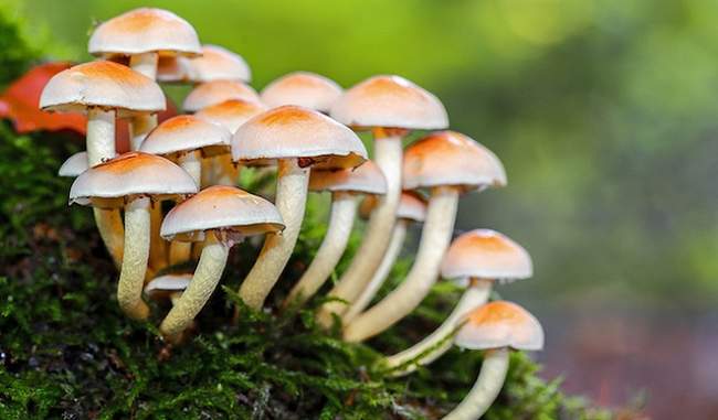 Mushroom gives great benefit to health