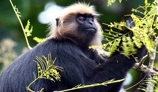 Nilgiri langur is getting infected with human interaction in forests