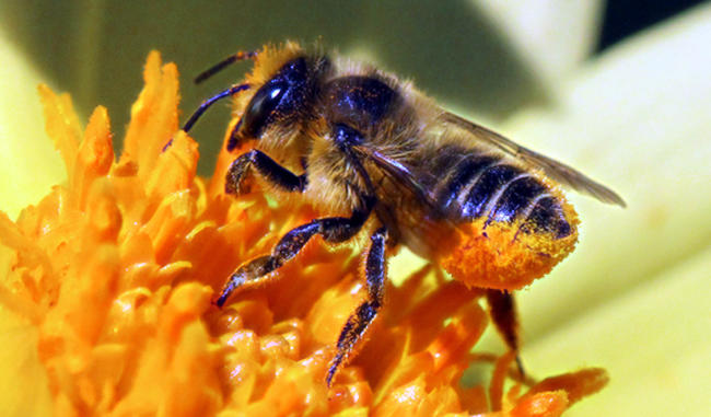 More than 20000 species of bees worldwide