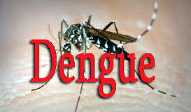 Mosquitoes will be new weapon to eliminate dengue