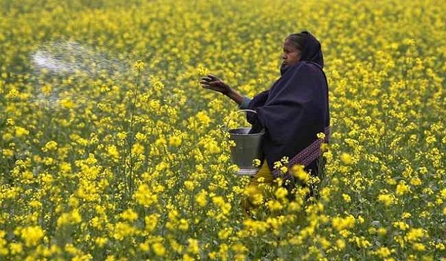 No policy decision yet on GM mustard crop