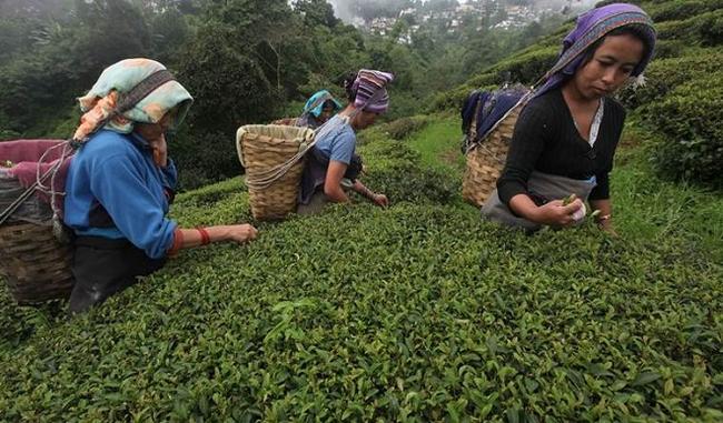 Darjeeling tea planters seek assistance from Tea Board