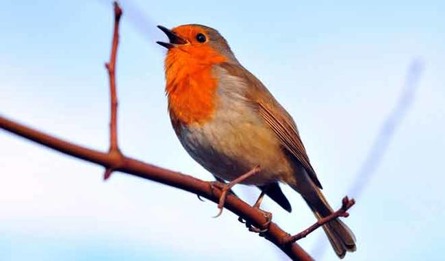 bird songs too influenced by astronomical and meteorological