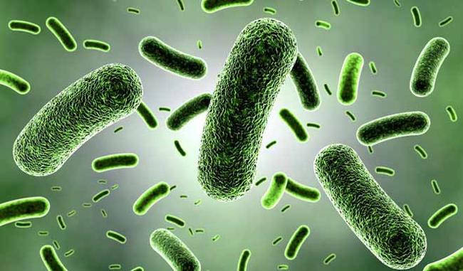 Indian scientists confirm antibacterial properties in medicinal plant