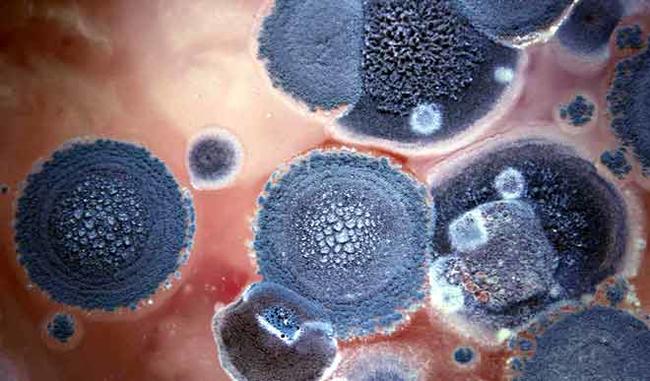 New weapon found to fight fungal infections
