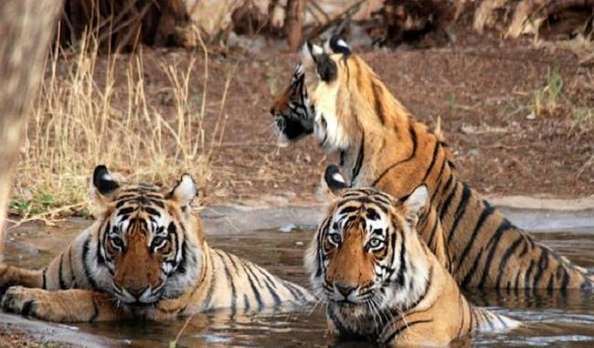 Number of tigers increased in Palamu Tiger Reserve of Jharkhand