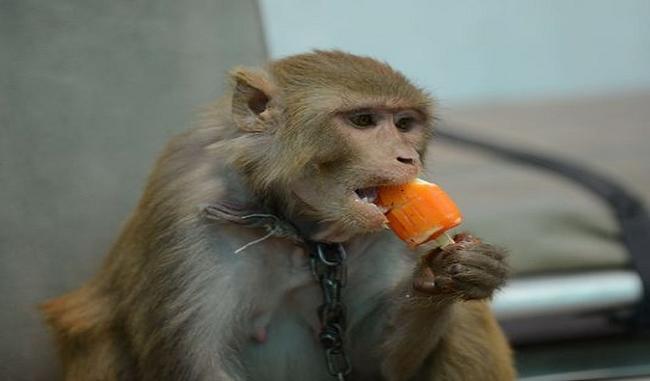 Monkey took spectacle of Senior Superintendent of Police