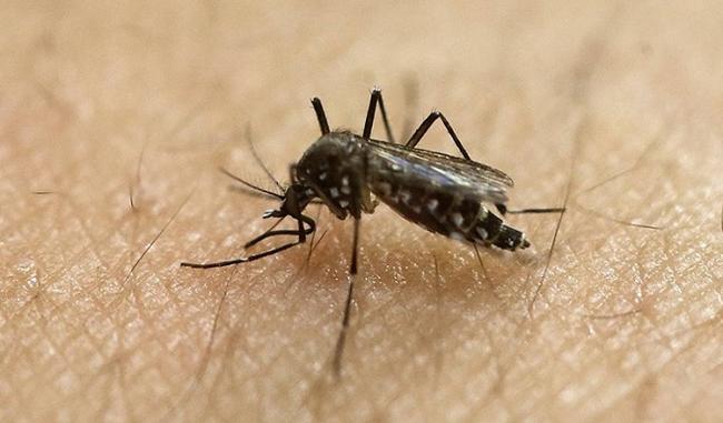 40% increase in cases of dengue in Delhi in one week