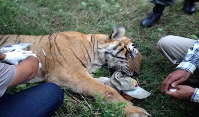 Two tigers die in Madhya Pradesh in last 24 hours