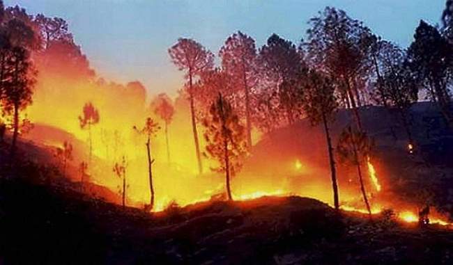 india-has-to-raise-an-annual-loss-of-1100-crores-from-the-fire-of-forests