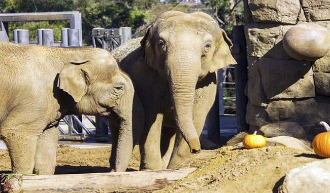 47-year-old-indian-elephant-sujatha-dies-in-california-zoo