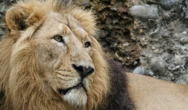 viral-fever-bacterial-infections-killed-17-of-23-lions-says-gujarat-government-to-hc