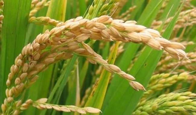 आर्सेनिक ग्रस्त क्षेत्रों के लिए वैज्ञानिकों ने विकसित किया ट्रांसजेनिक चावल