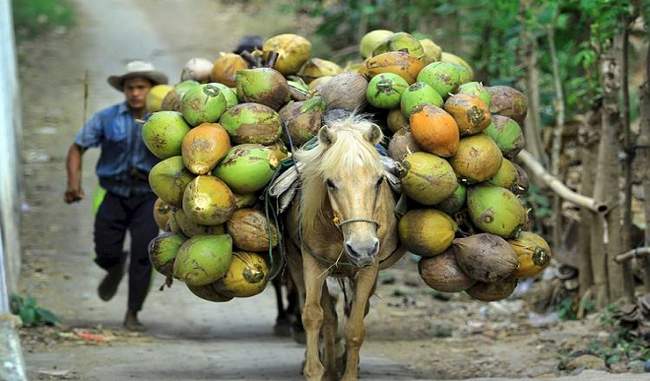 government-increased-relief-to-coconut-growers-mmp-up-to-rs-2170-per-quintal