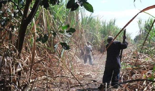 farmers-undertook-the-funeral-of-sugarcane