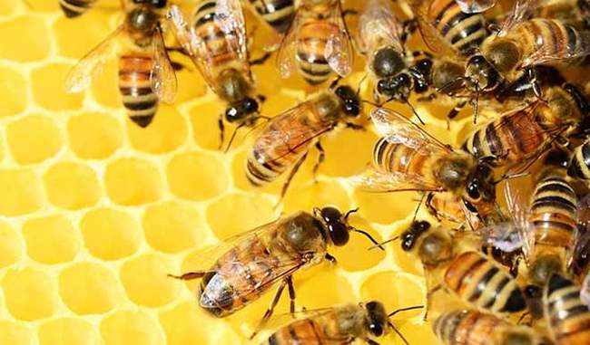 These bees can save you from the attacks of wild elephants