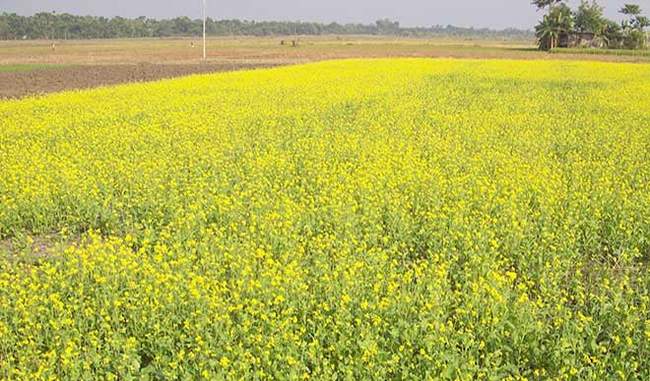 Mustard fields bring happiness to life