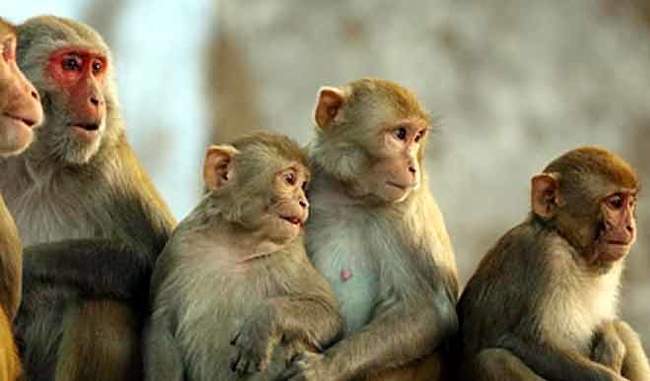 Why do not monkeys Aadhar card?