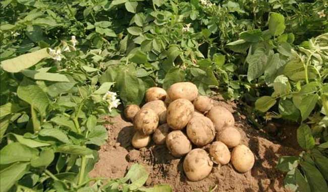 European root germ is becoming a threat to Potato crop