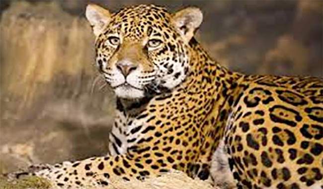 Leopards Are Hunting pet animals