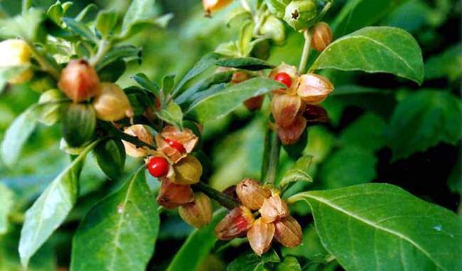The herbological properties of the Ashwagandha plant can grow in organic way