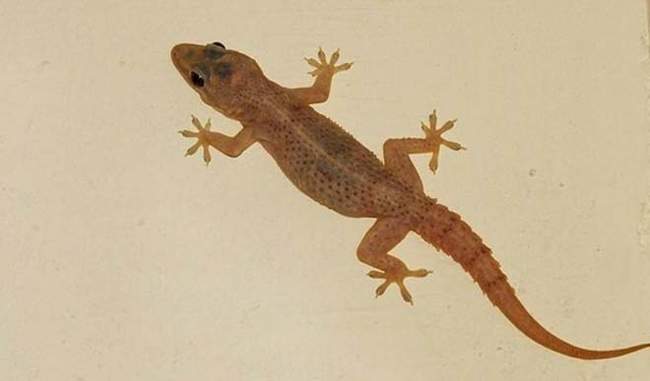 Some special and knowledgeable things related to lizards