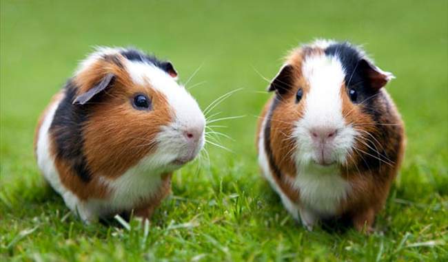 some facts about Guinea pig