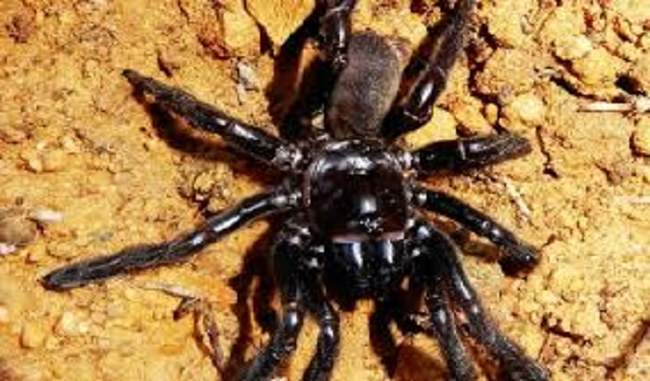 World''s oldest spider dies aged 43 in Western Australia