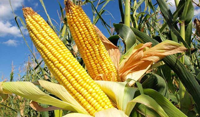 New strategies needed to increase maize productivity