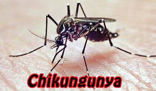 New technology developed for identification of Chikungunya virus