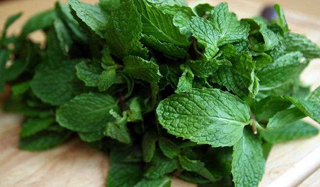 peppermint is very beneficial for health