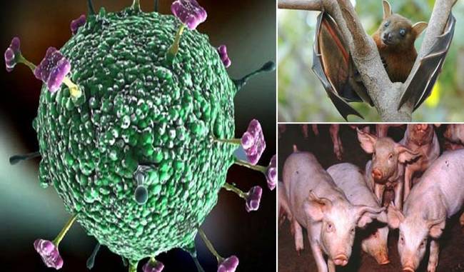 Bats Not The Prime Cause Of Nipah Virus, Finds Report
