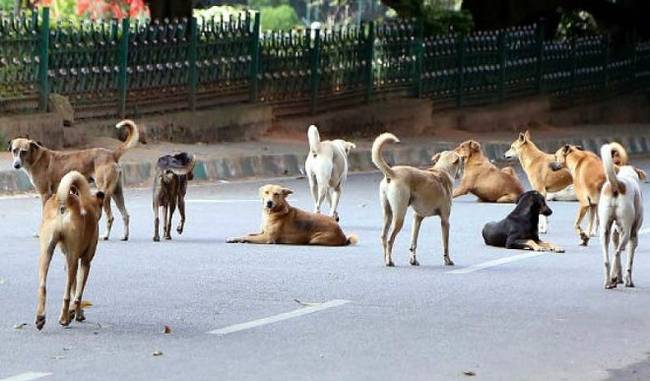 Notice to UP government on petition against death of stray dogs