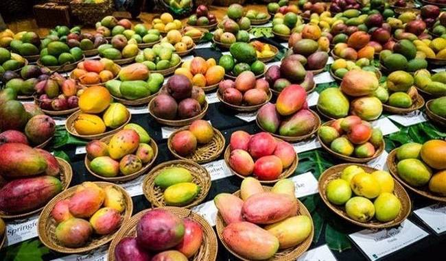 आम खाते तो सभी हैं लेकिन क्या जानते हैं इसकी कितनी प्रजातियां हैं? - over 500 varieties of mangoes are known