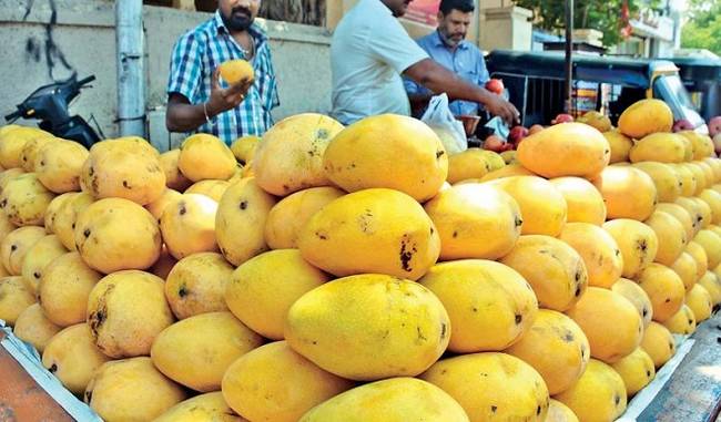 Seven hundred varieties of fruit king will appear in the city of Nawabs
