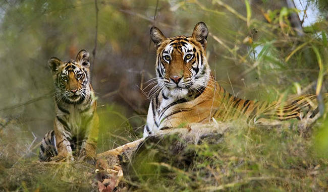 Bandhavgarh National Park is in the central Indian state of Madhya Pradesh