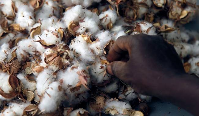 Cotton exports likely to jump 43% in 2018-19