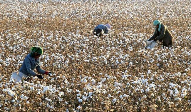 Cotton output to rise by 8.11% to 373 lakh bales in 2017-18 season, says CITI