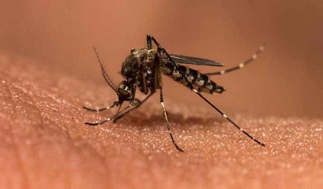 Malaria spreading faster than dengue in Delhi, 40 cases reported, says municipal report