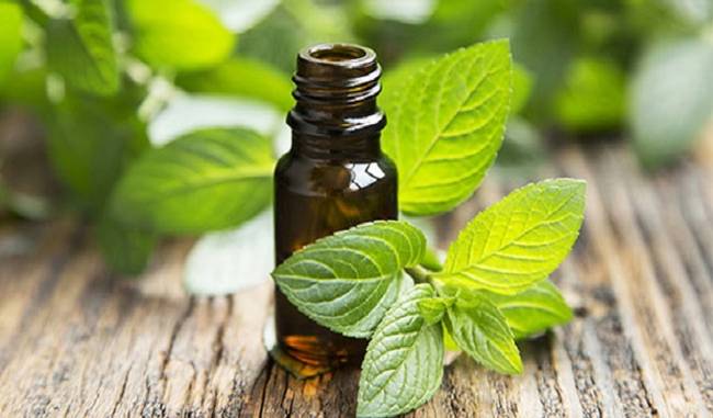 Muted demand drags down mentha oil futures by 0.55 percentage