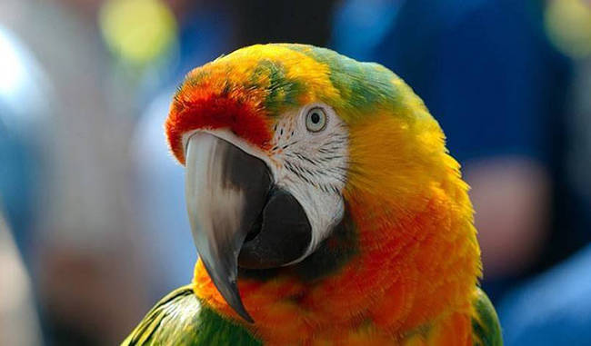how do parrots copy sounds