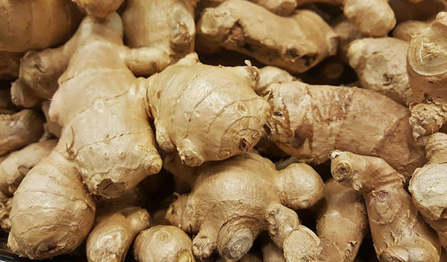 Two new species of ginger found in Arunachal Pradesh
