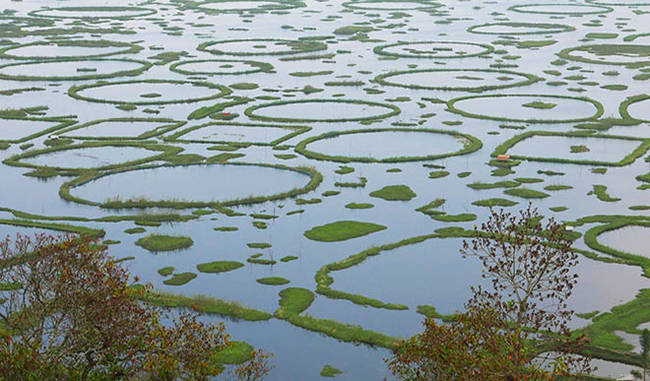 Many useful bacteria found in the Loktak lake of Manipur