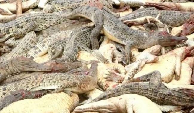 Angry mob slaughters nearly 300 crocodiles in Indonesia in revenge attack