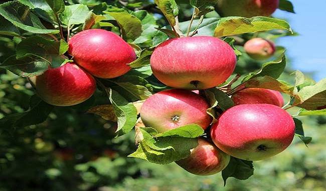 Approval of Market Intervention Plan for Apples in Himachal Government