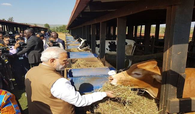 Prime Minister Narendra Modi donated 200 cows to villagers in Rwanda